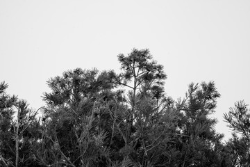 pine branches against the sky, black and white