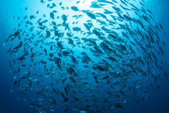 A Large School Of Bigeye Jacks, Caranx Sexfasciatus, Swims In Palau.