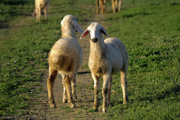 Naklejka premium cute, lamb, sheep, grass, pasture, young, white, agriculture, meadow, spring, livestock, green, nature, field, animal, countryside, mammal, farm, farming, rural, wool, two, standing, sheep and lambs ,
