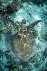 A Hawksbill sea turtle, Eretmochelys imbricata, swims in Komodo, Indonesia.