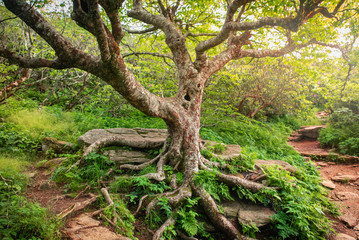 Fototapeta na wymiar Appalachian Tree of Life, Mountain Hiking Path, North Carolina