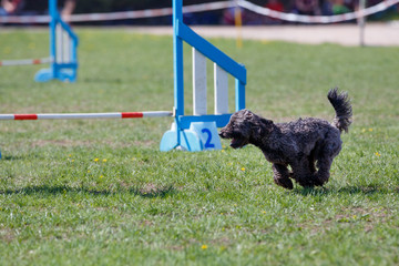 Dog running its course on dog agility sport competition
