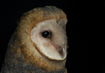 Barn Owl Close up