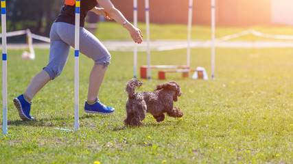 Dog on the obstacle on agility sport competition