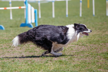 Dog running its course on dog agility sport competition