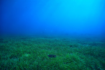 Fototapeta premium underwater world / blue sea wilderness, world ocean, amazing underwater