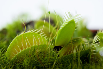 venus flytrap dionaea