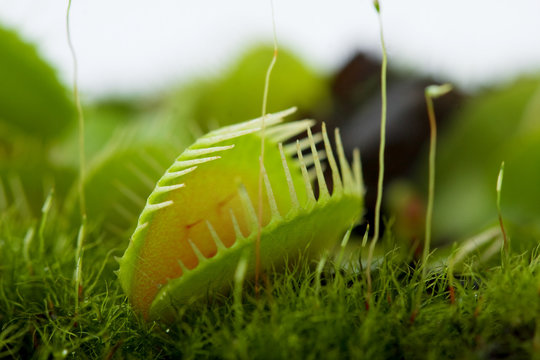 Venus Flytrap Dionaea