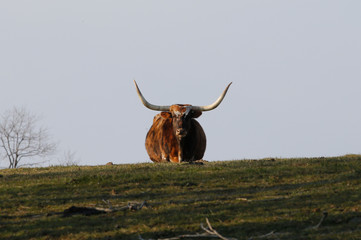 longhorn
