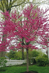 Blooming spring cherry tree.