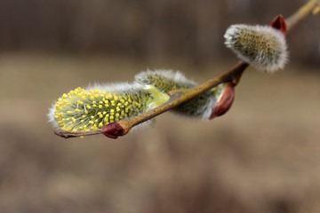 Pussy willow branch, verba flowers in spring forest. Palm Sunday symbol, Easter background