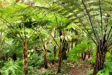 Leafy and green garden with big ferns in Sintra