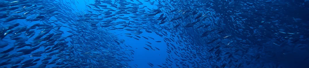 Foto auf Alu-Dibond scad Pfosten unter Wasser / Meeresökosystem, großer Fischschwarm auf blauem Hintergrund, abstrakter lebendiger Fisch © kichigin19