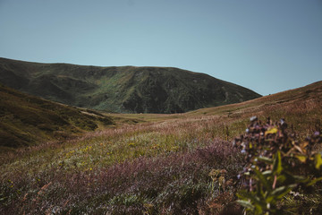 Fototapeta premium Summer in mountains