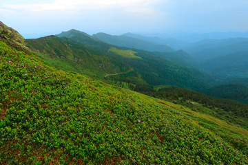 wonderful summer green slope in Carpathian mountains, perfect sunny day, incredible nature wallpaper, Europe, Ukraine - Romania,  Marmarosy, Carpathians