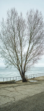 Poplar on the pier, Russia, Togliatti stands out against the white snowy winter sky and mountains. Winter landscape.