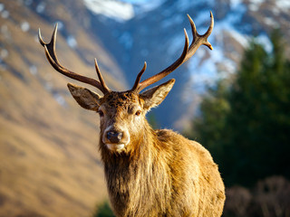 Red Deer Stag, Glen Etive, Scotland.
