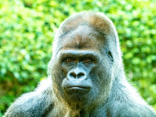 Obraz premium Great close up from a gorilla face