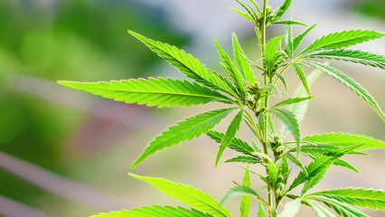 Cannabis CBD Oil. Cannabidiol medical marijuana concept. Hemp industrial plantation. Cannabis plant...