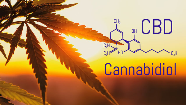 Cannabis of the formula CBD, Cbd oil. Hemp industrial plantation. Cannabis plant growing outdoors, lit by warm morning light. Cannabidiol medical marijuana concept