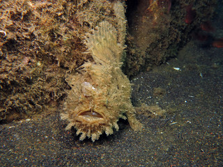 Underwater world - Antennarius hispidus - Shaggy angler (frogfish). Lembeh srait, Indonesia. 