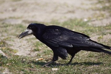Kruk ,ptak,czarny ptak © LBanacki