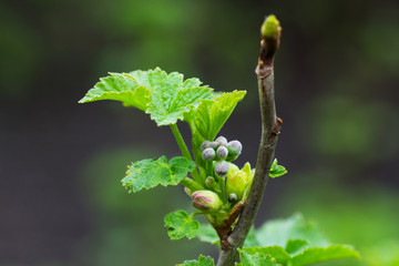 Blooming currant bush close up
