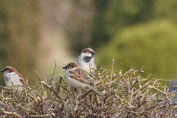 Wróble ,małe ptaki © LBanacki