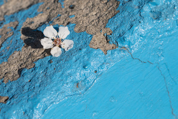 Spring apricot flower on the ground