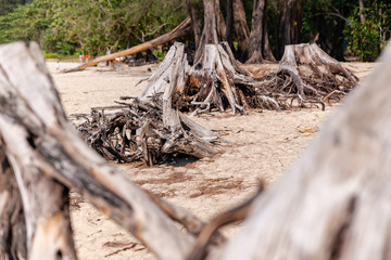 dry stumps on the seashore