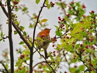 Robin in Spring 