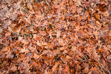 wet orange fallen oak leaves lie on grass and moss in an autumn meadow, seasonal emotional flat lay background texture photo