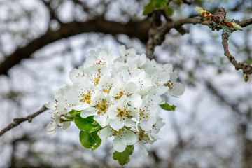 Apfelblüte offen im Frühling