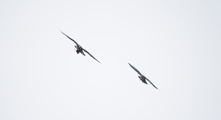 Two Peregrine Falcons Flying Together