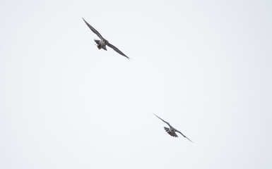 Peregine Falcons Flying Together