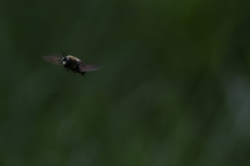 Flight of the Bumble Bee