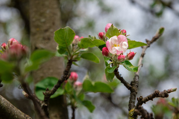 Apfelblüte im Frühjahr