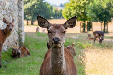 Rehe im Gehege auf der Wiese im Sommer