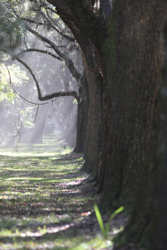 Wormsloe Pantation