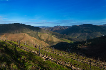 Naklejka premium View of the terraced vineyards in the Douro Valley near the village of Pinhao, Portugal; Concept for travel in Portugal and most beautiful places in Portugal