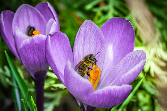 pszczoły zbierające nektar z kwiatu krokusa