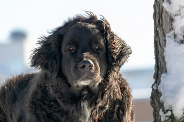 Vieux chien qui attend son maître en hiver