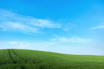Fototapeta na wymiar landscape - blue sky, field with grass