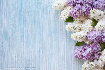 Purple and white terry lilac flowers on a blue background