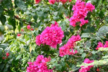 Obraz premium fleur rose nature 