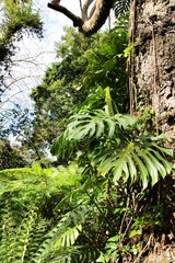 Colorful Monstera Deliciosa in the garden