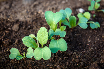 Young radish plant in garden soil.