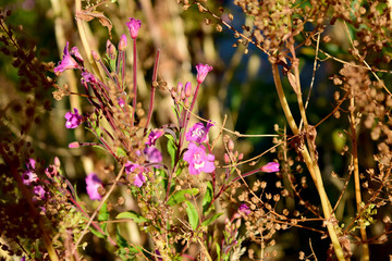 purple flowers in the garden