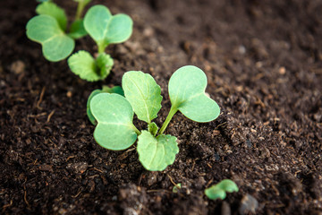 Young radish plant in garden soil.