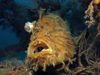 Underwater world - Antennarius hispidus - Shaggy angler (frogfish). Lembeh srait, Indonesia.  - obrazy, fototapety, plakaty